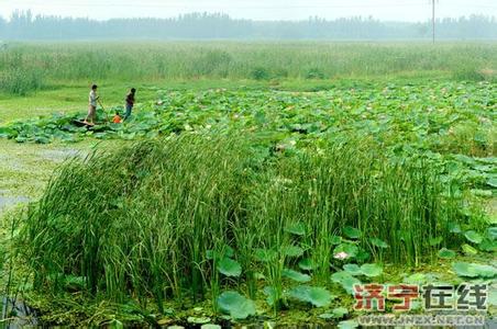 魚(yú)臺(tái)天氣預(yù)報(bào)10天查詢