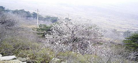 高邑天氣預報30天查詢,高邑縣一個月天氣