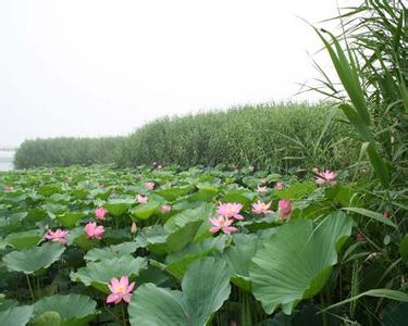 雄縣天氣預報30天查詢,雄縣一個月天氣