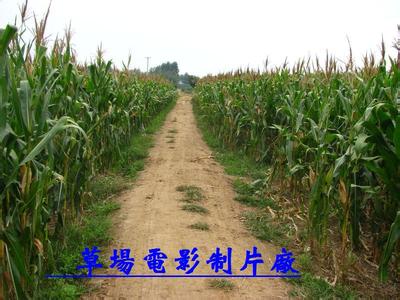 景縣天氣預報30天查詢,景縣一個月天氣