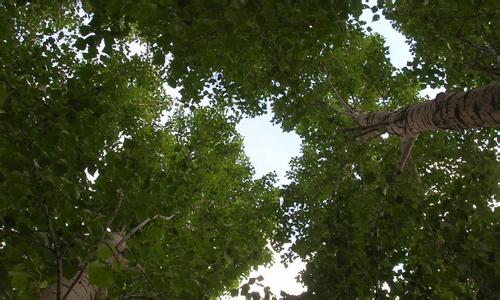 太仆寺旗天氣預報30天查詢,太仆寺旗一個月天氣