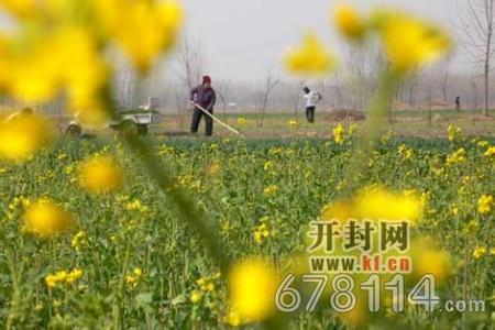 金明天氣預報30天查詢,金明區一個月天氣