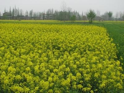 仙桃天氣預報30天查詢,仙桃一個月天氣