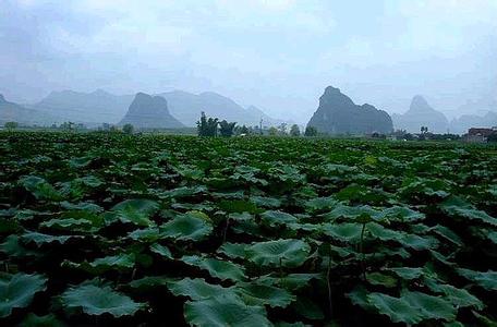 柳江天氣預(yù)報(bào)30天查詢(xún),柳江縣一個(gè)月天氣