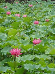 勐臘天氣預報30天查詢,勐臘縣一個月天氣
