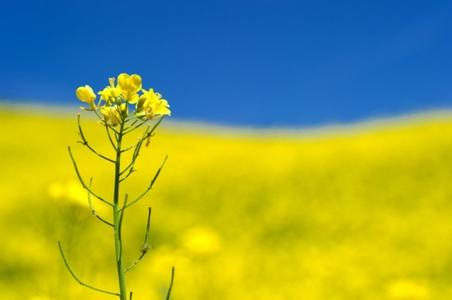 門源天氣預報30天查詢,門源縣一個月天氣