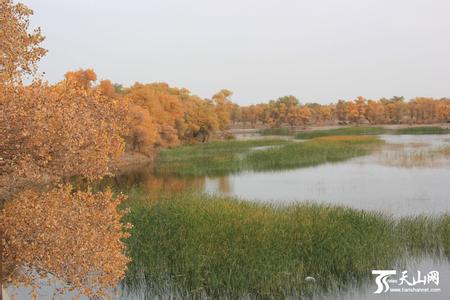 巴楚天氣預報30天查詢,巴楚縣一個月天氣