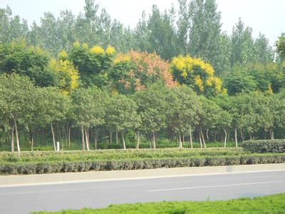 衡水阜城天氣預(yù)報(bào)_阜城天氣預(yù)報(bào)一周7天10天15天衡水阜城天氣預(yù)報(bào),阜城天氣預(yù)報(bào)一周7天10天15天