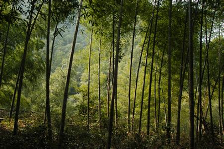 江西宜春天氣預(yù)報_宜春天氣預(yù)報一周7天10天15天江西宜春天氣預(yù)報,宜春天氣預(yù)報一周7天10天15天