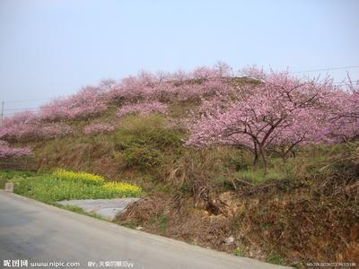 桃園pm2.5實時查詢,桃園縣空氣質(zhì)量指數(shù)查詢