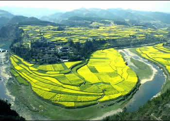 鳳岡天氣預報15天查詢