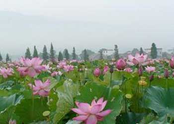 蓮花天氣預報15天查詢