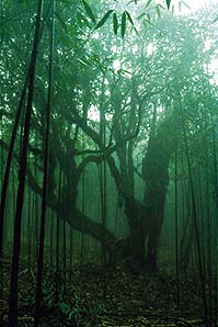 南川天氣預(yù)報(bào)15天查詢