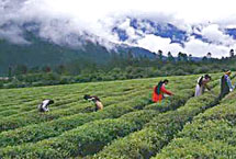 西藏易貢茶園生態(tài)旅游區(qū)天氣