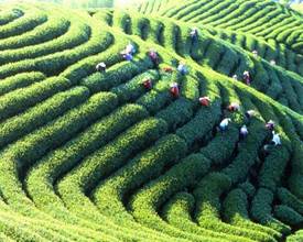 臺(tái)灣鹿谷景區(qū)天氣