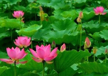 揚州荷花池公園天氣