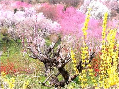 日照桃花島風(fēng)情園天氣