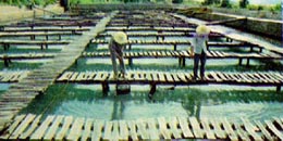陵水海陵珍珠養(yǎng)殖場(chǎng)天氣