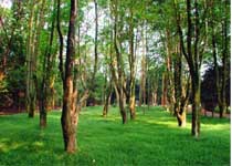 南寧良鳳江國(guó)家森林公園天氣