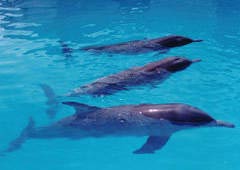 三亞熱帶海洋動物園天氣