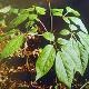 白山撫松人參種植場(chǎng)天氣