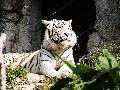 廣州香江野生動物世界天氣