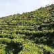 西鄉(xiāng)茶園天氣